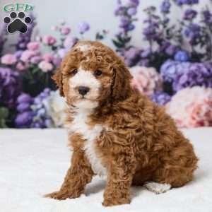 Beau, Miniature Poodle Puppy